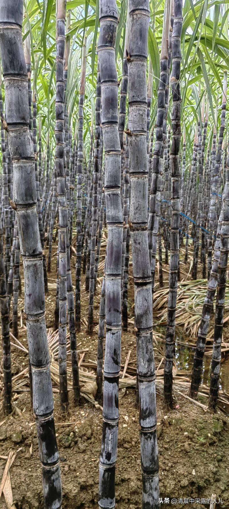 第一次喝甘蔗煮水！彻底服了，比止咳药管用10倍，中老年人快存
 
前两天，隔壁单
