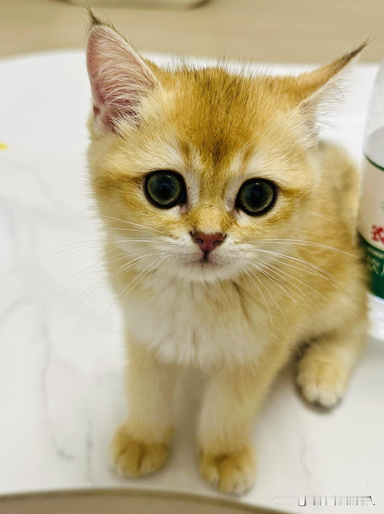 今年的猫价涨的厉害，看来养猫的人越来越多了。
宠物里面颜值最高的还是猫。
以前养