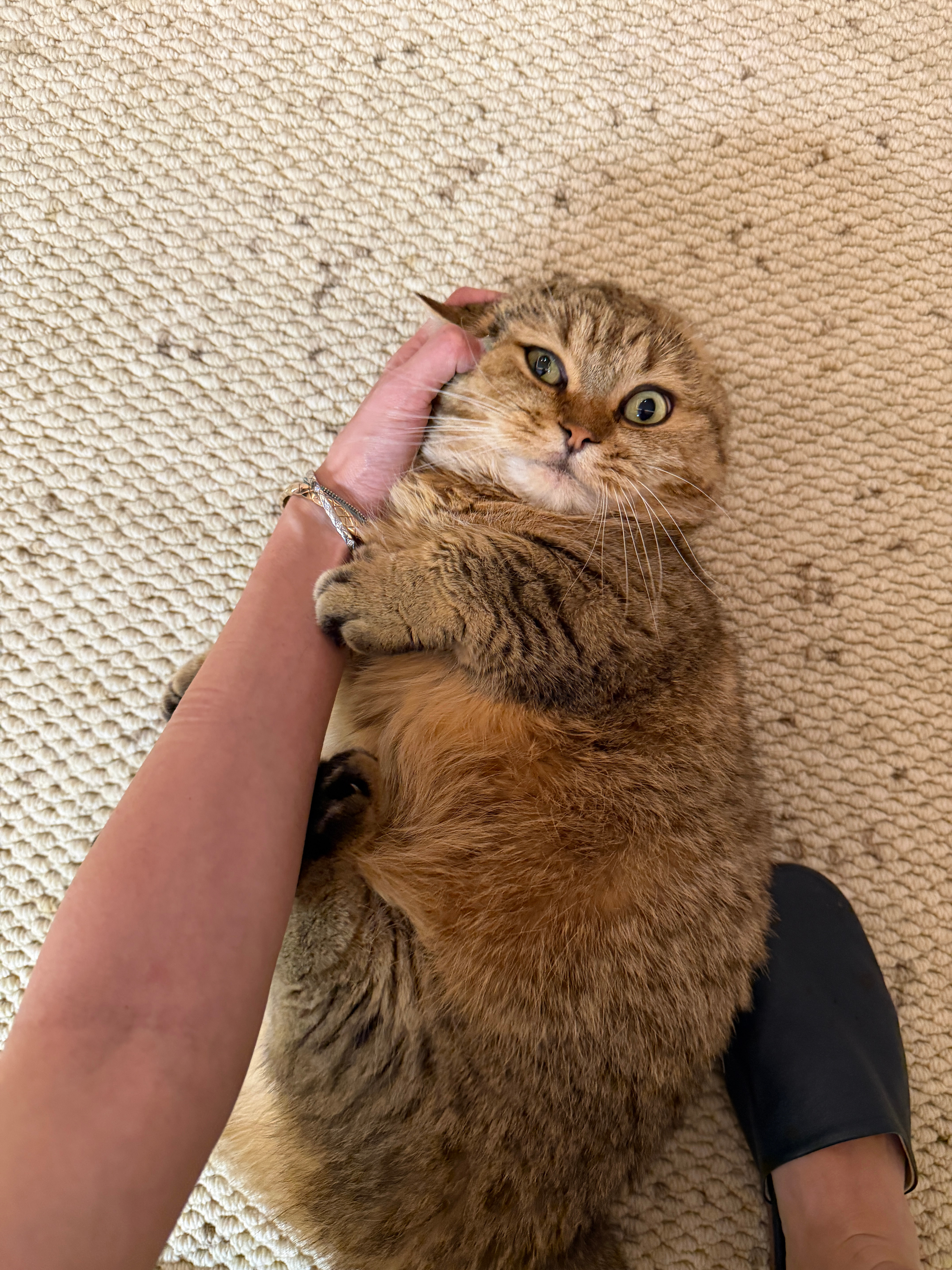 分享一只睡觉可爱的小猫 