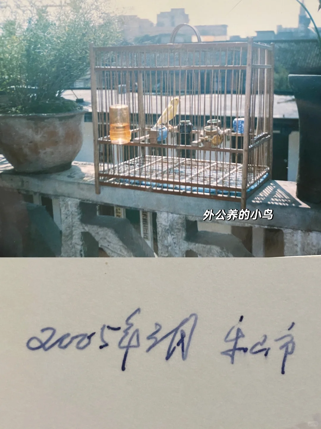 穿越时空的花友，敬爱的外公您好