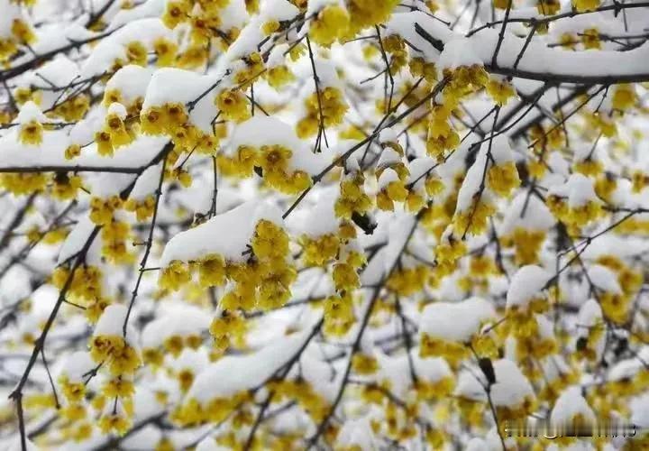 《鹧鸪天•腊梅傲雪》
（原创首发）陋室听秋/文
 
瘦影凌霜寂寞开，金黄嫩蕊唤春