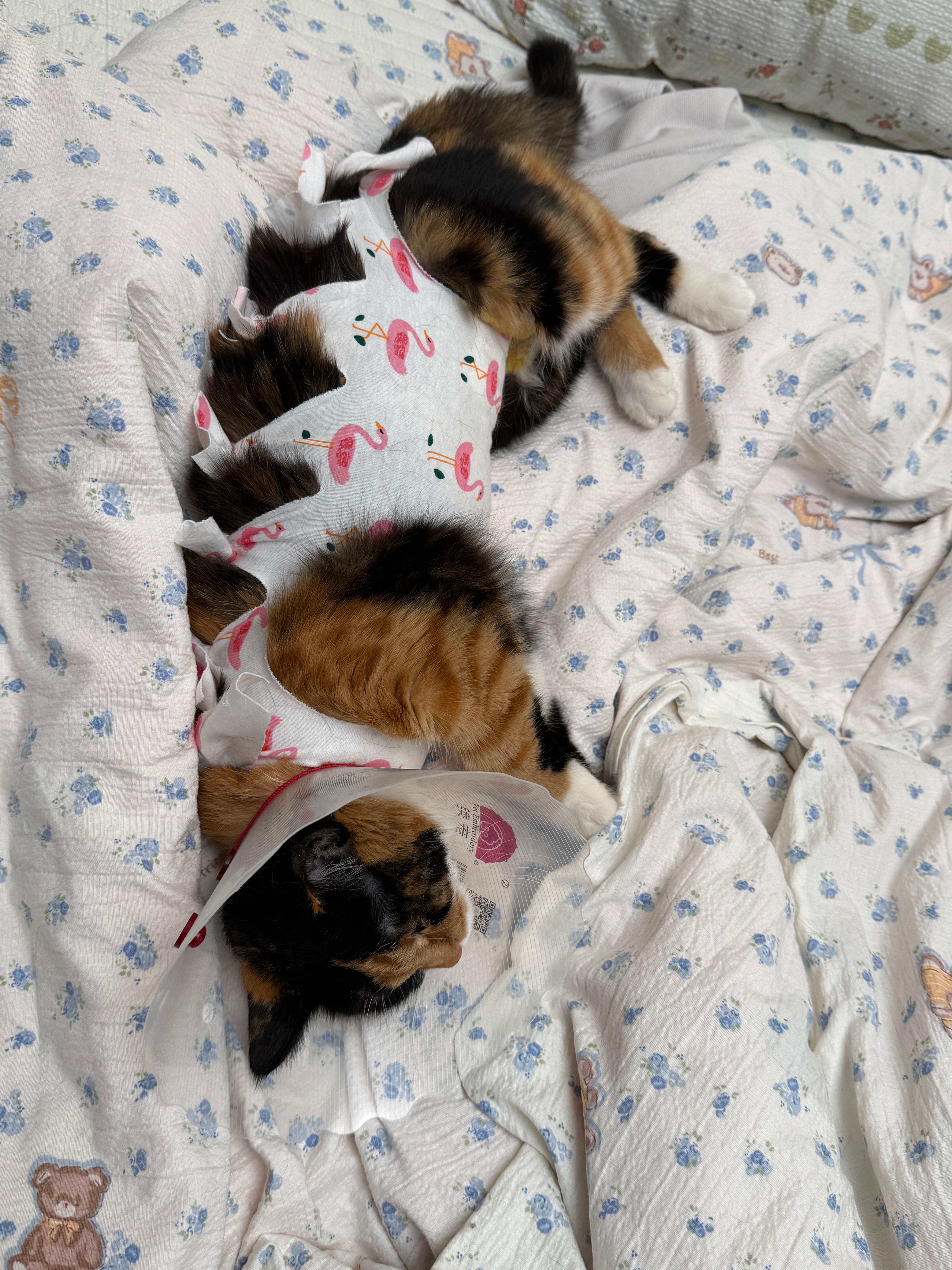 可怜的 QQ 肠小猫…终于绝育+洗牙了