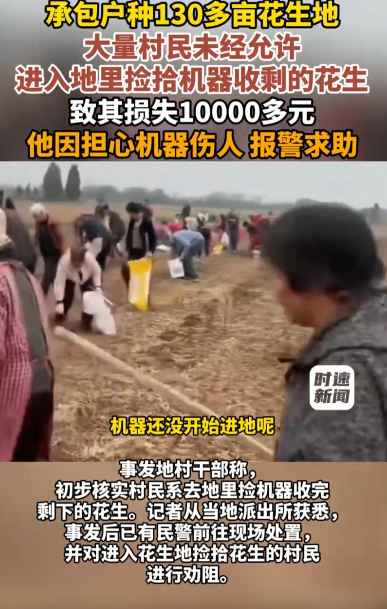 这叫什么事！河南巩义，一个承包户 130 多亩花生地，收割还没结束，一群村民直接