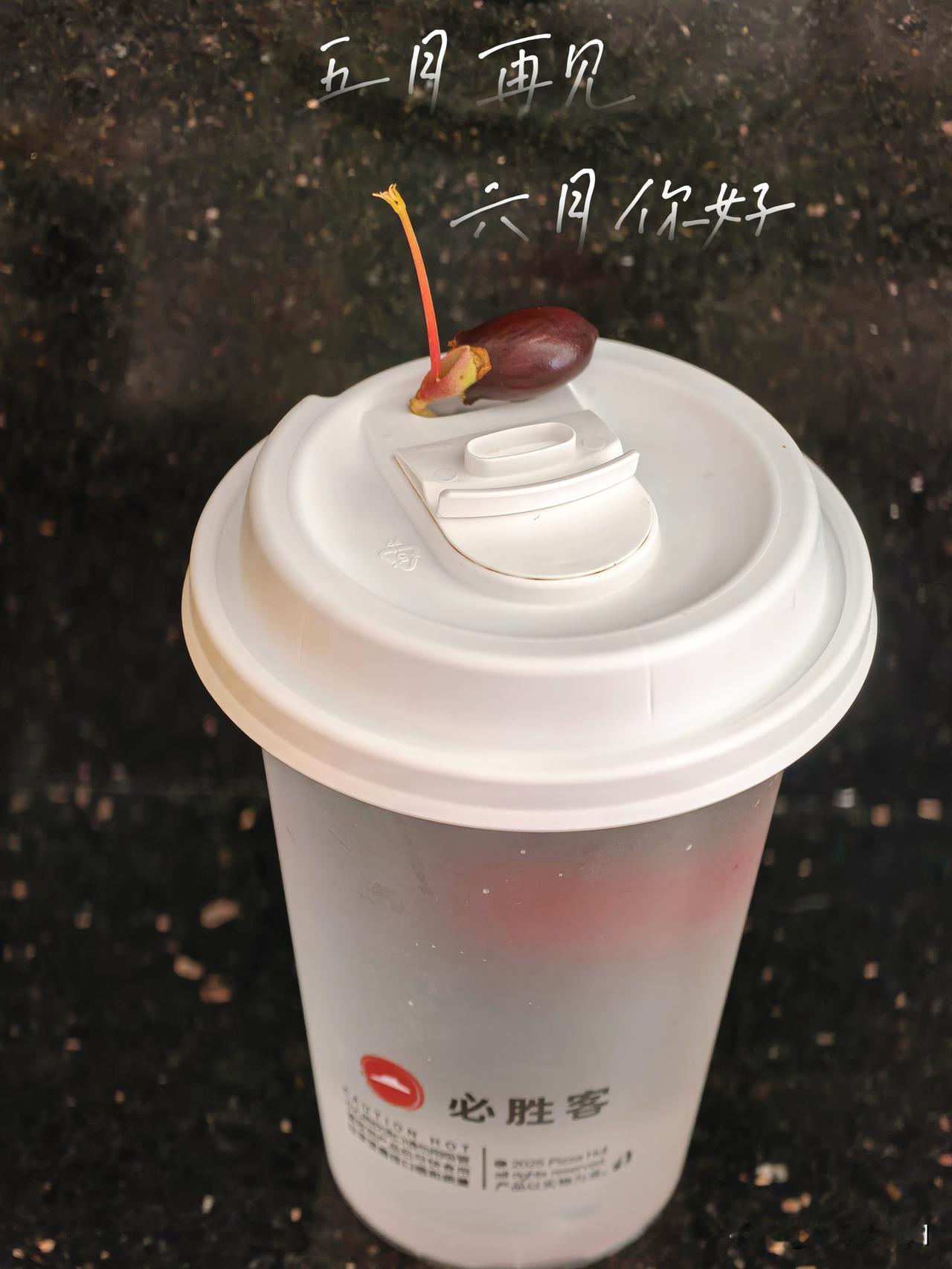 一杯荔枝的浪漫，从水培开始生根发芽
🌱 别人养奶茶，我养荔枝核！水培进度100