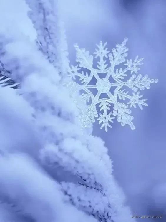 雪花飞舞，银装素裹。将日子过成诗，把自己活成景