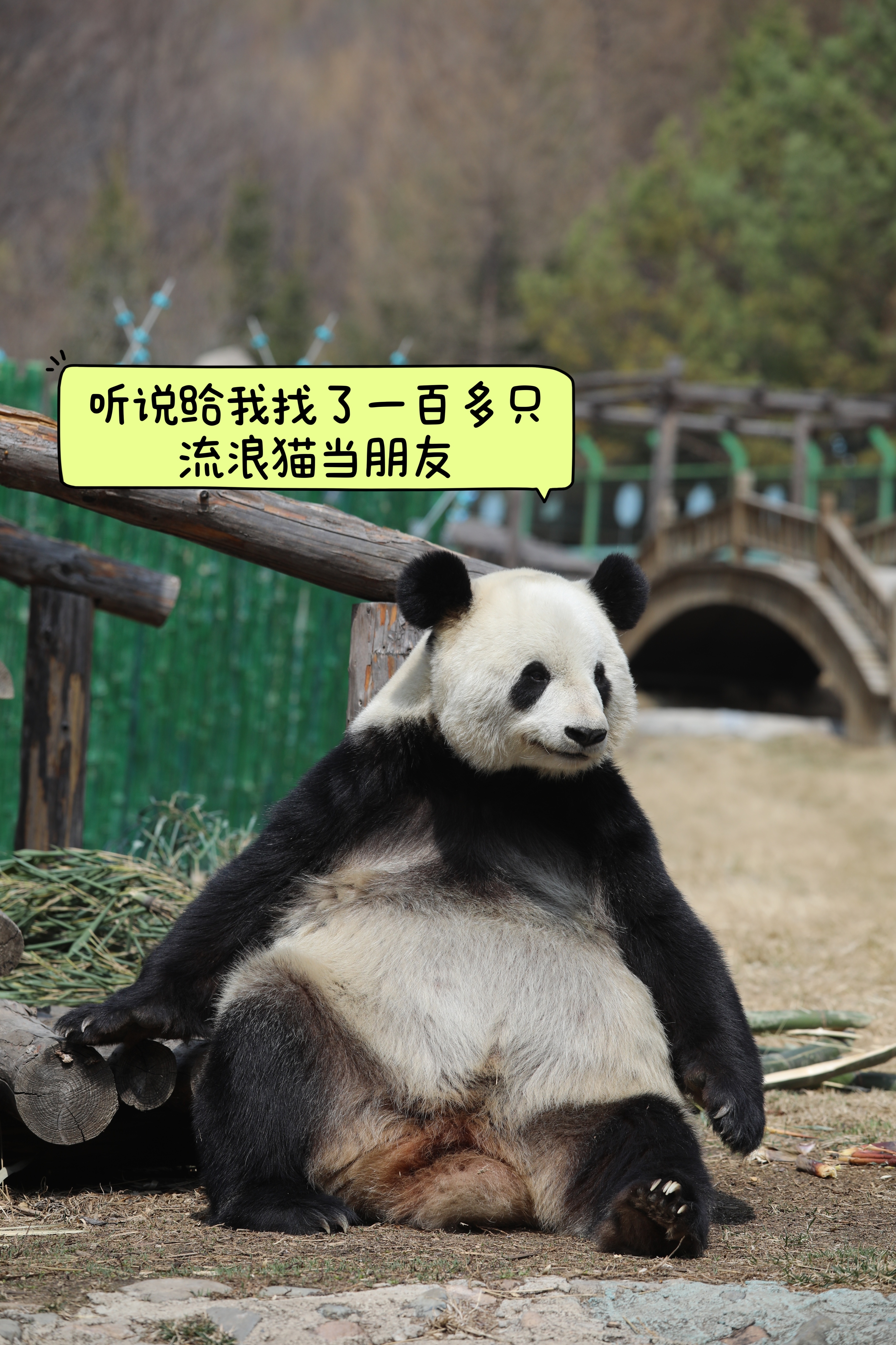 大熊猫思嘉 大熊猫佑佑以“思嘉的朋友们”为宣传卖点的流浪猫猫咖明天就正式开业了。