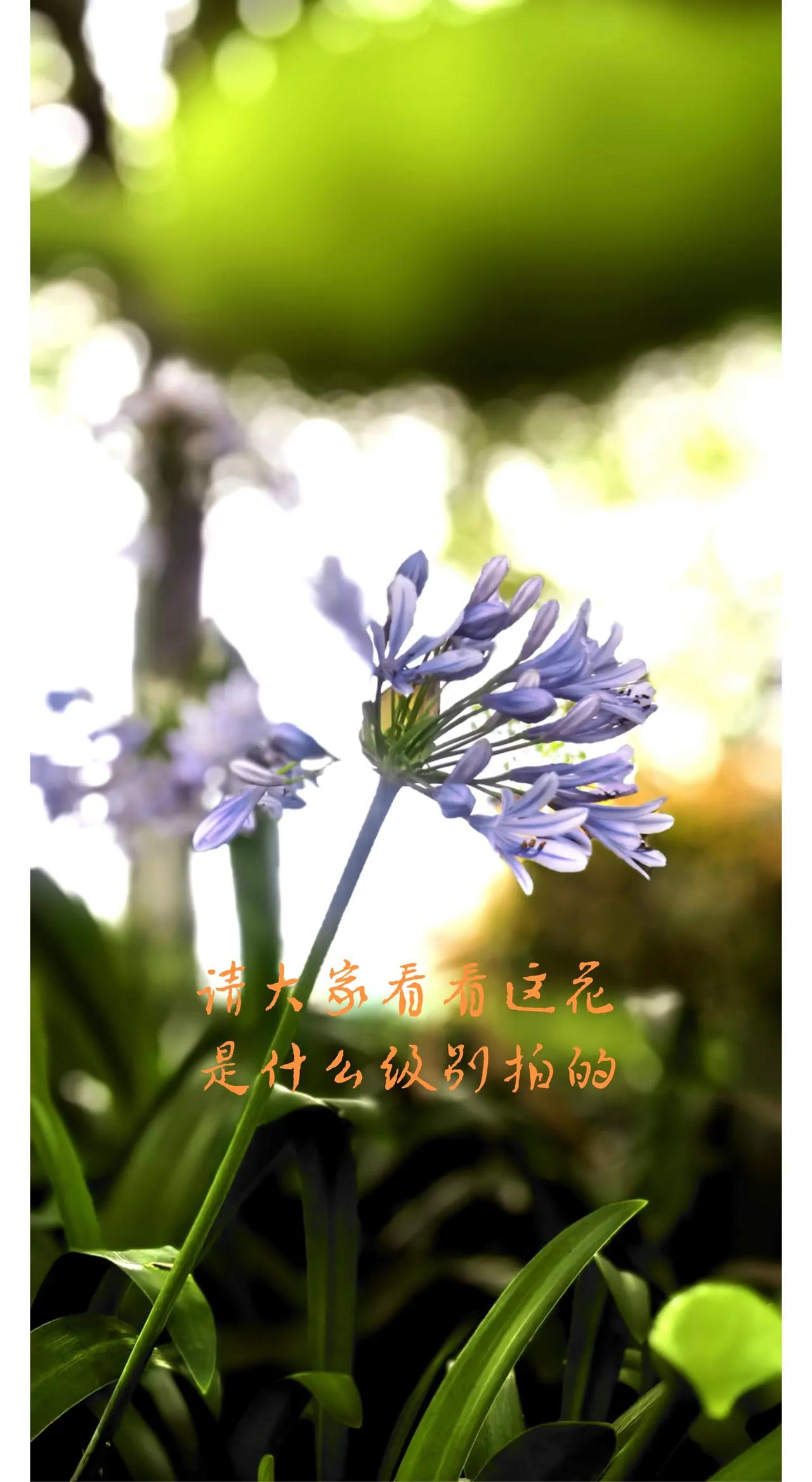 离大师级别差多远请评论
