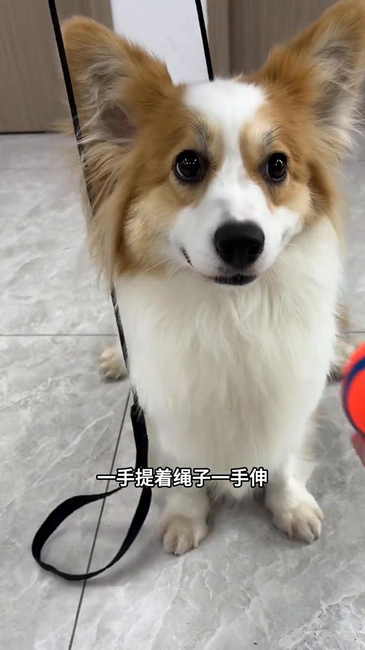 狗狗巡回训练教学。
我们来讲一下巡回怎么训的。
·首先准备好一个小球，手上准备好