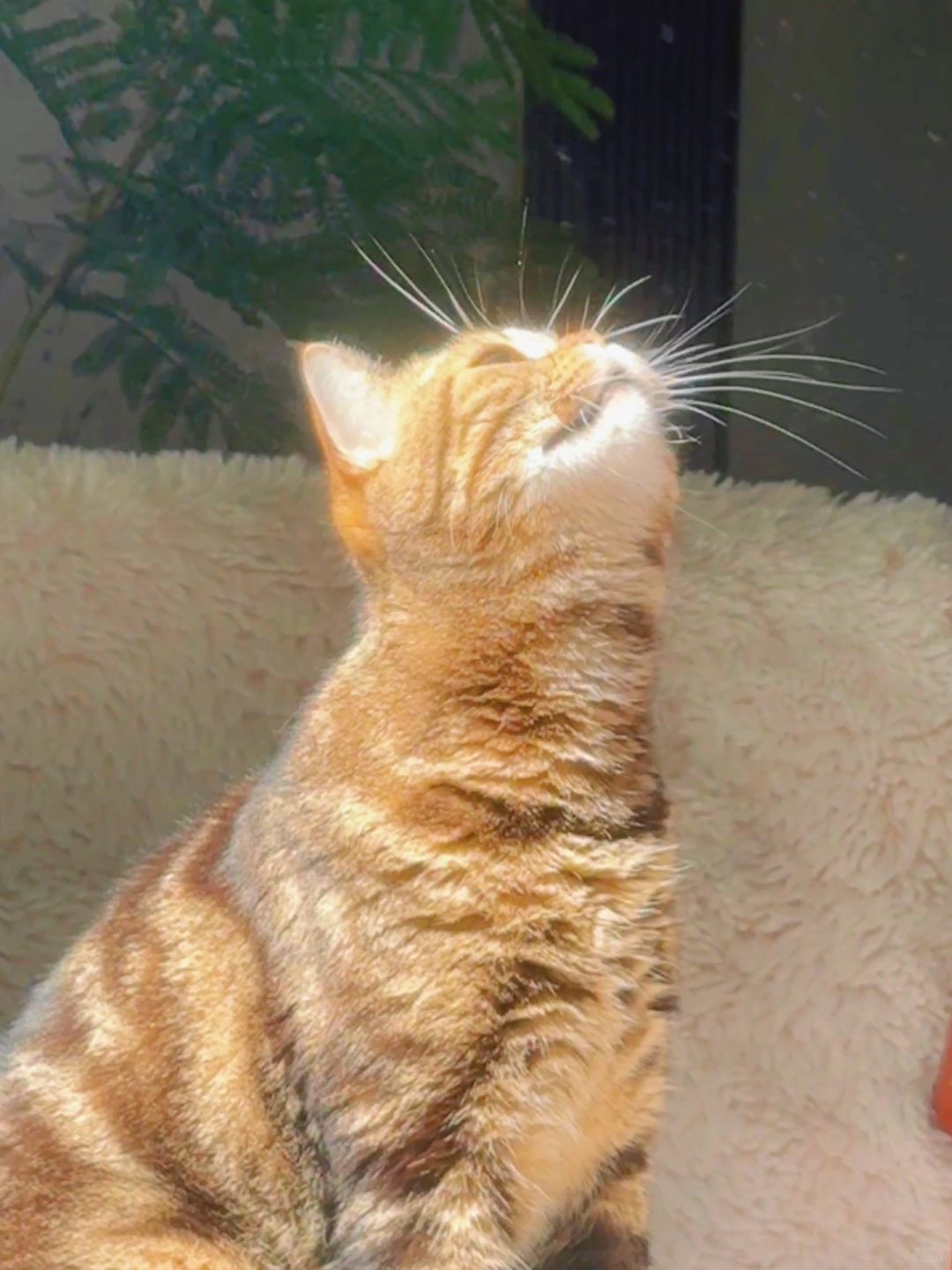 每一根胡子都在发光耶！！猫猫传递能量