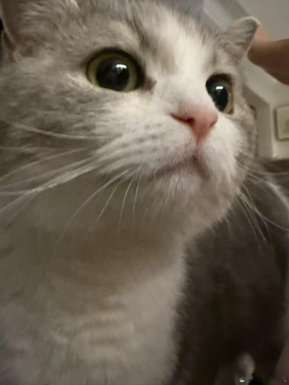 陈爆爆日记 咱家陈爆爆是有点神颜在的