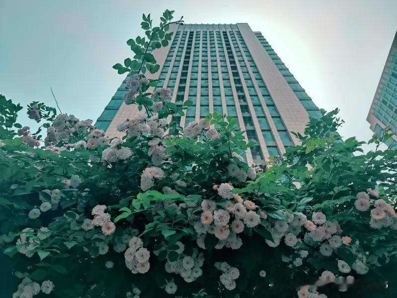 心有繁花四季美，
梦存浩宇一生香。
絮燕栽云辅碧水，
黄莺戏柳绕青山。
风摇翠竹