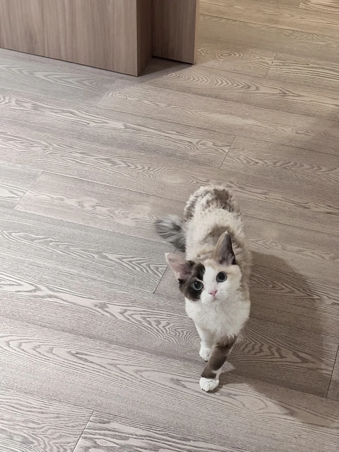 🥺小花臂