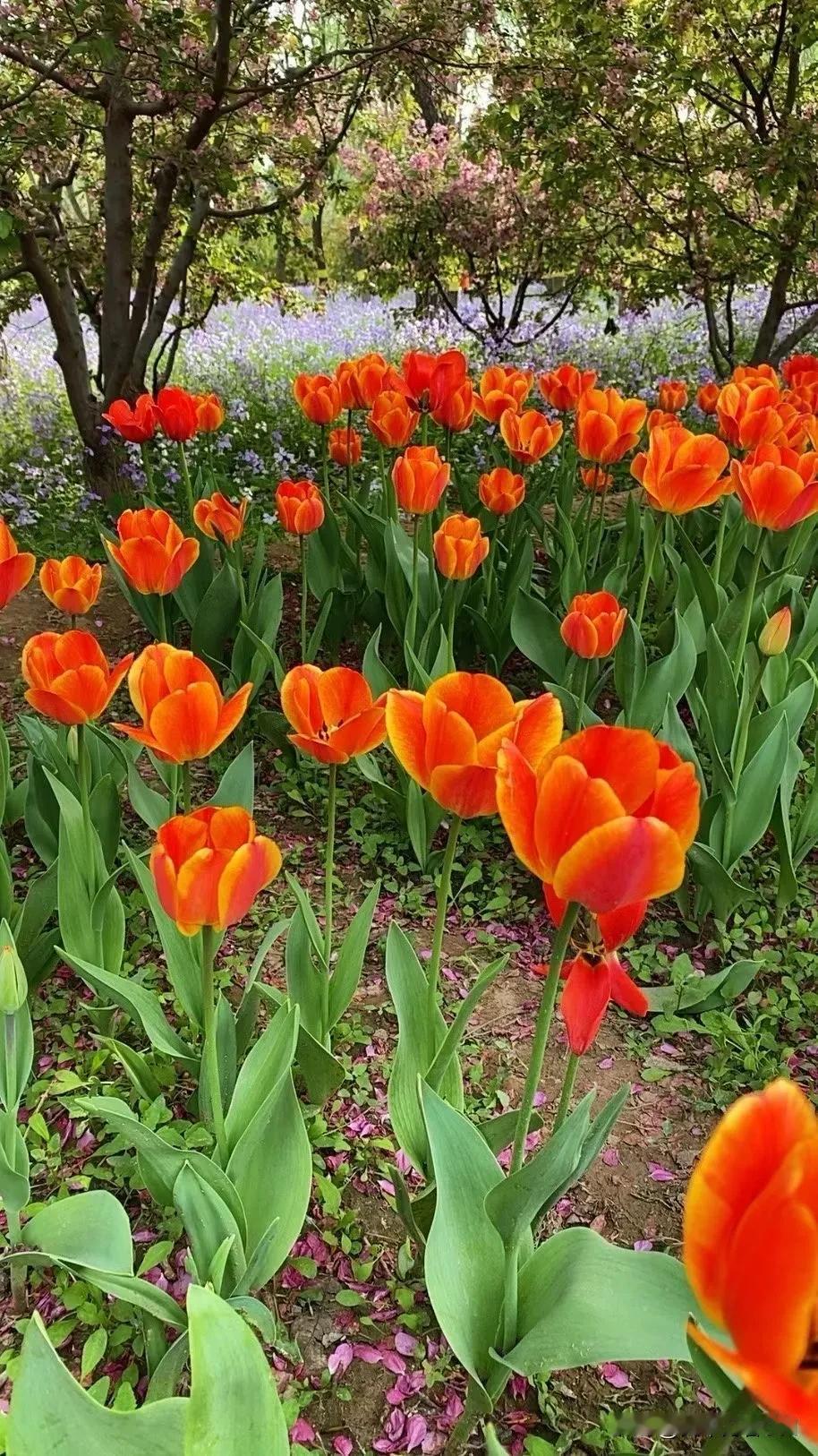 当代大学生最大的痛苦，莫过于父母耗尽一生积蓄供自己读大学，盼着自己能过上优渥的生