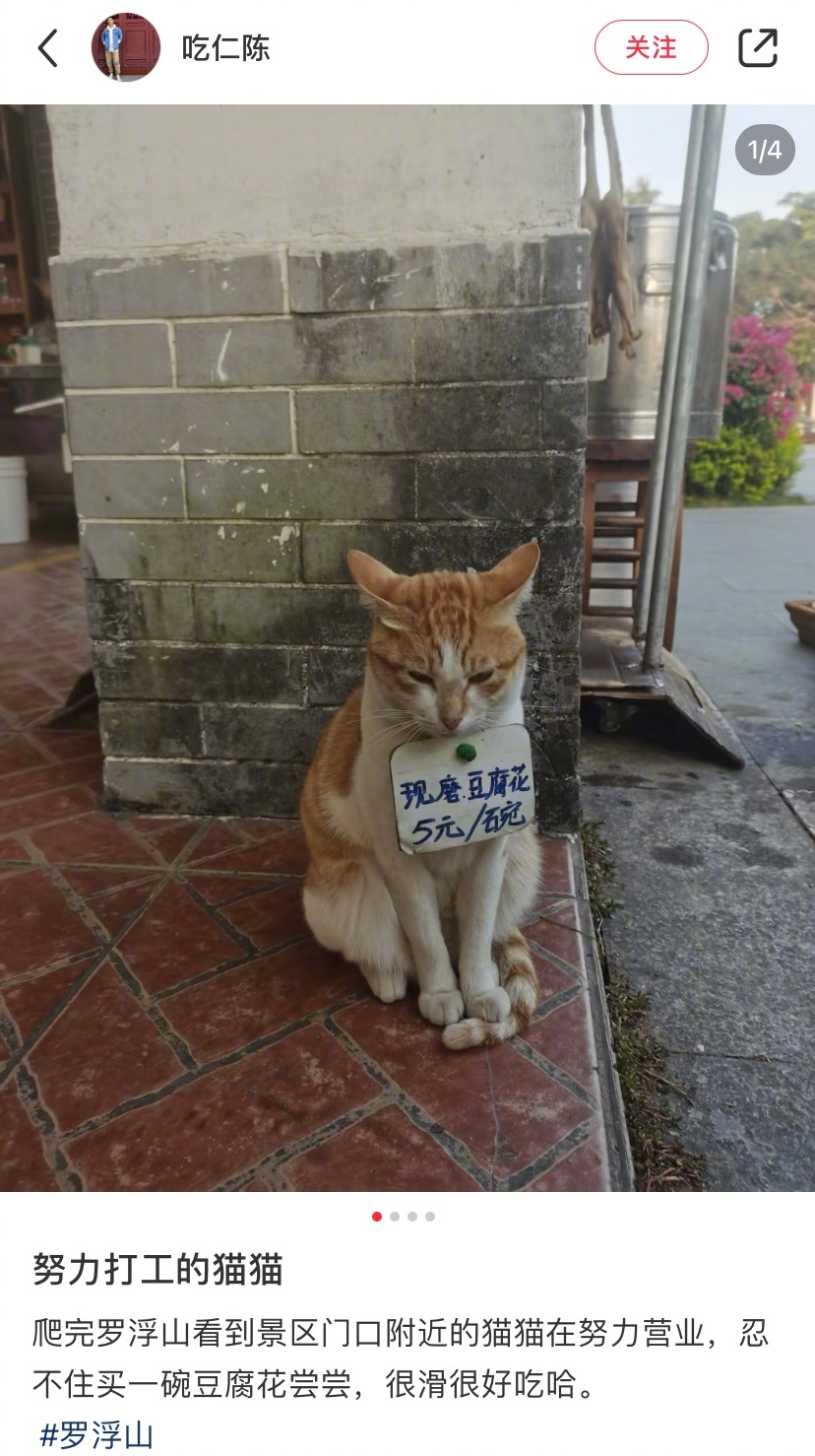 努力打工的猫猫 