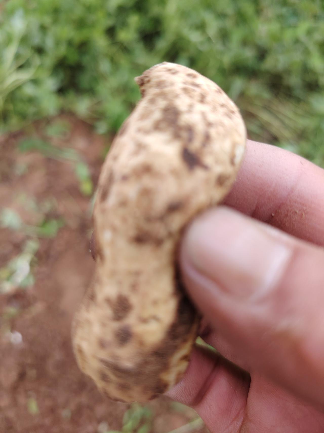 晒图笔记大赛“花生王“”之称