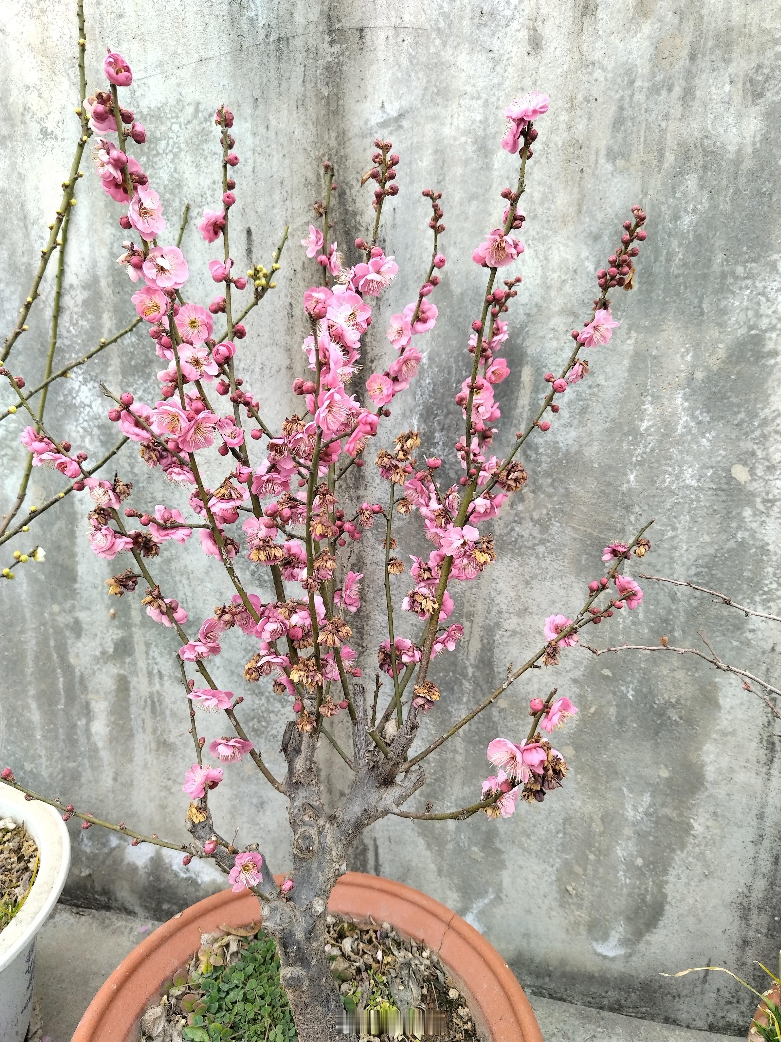 除夕我与旧事归于尽，来年依旧迎花开。 