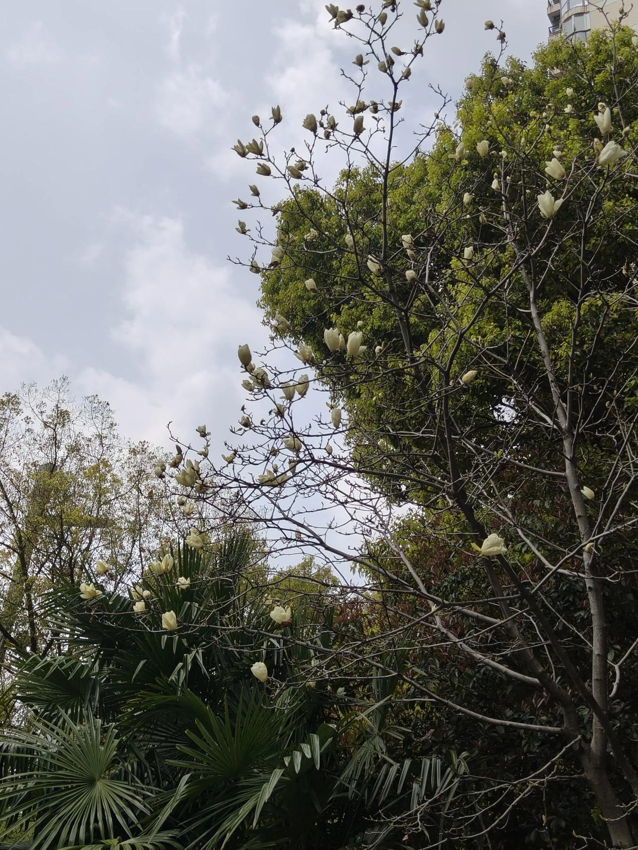 午间想去拍樱花🌸
可惜天气不给力[加油]

这会儿倒是雨过天晴啦～[呲牙]