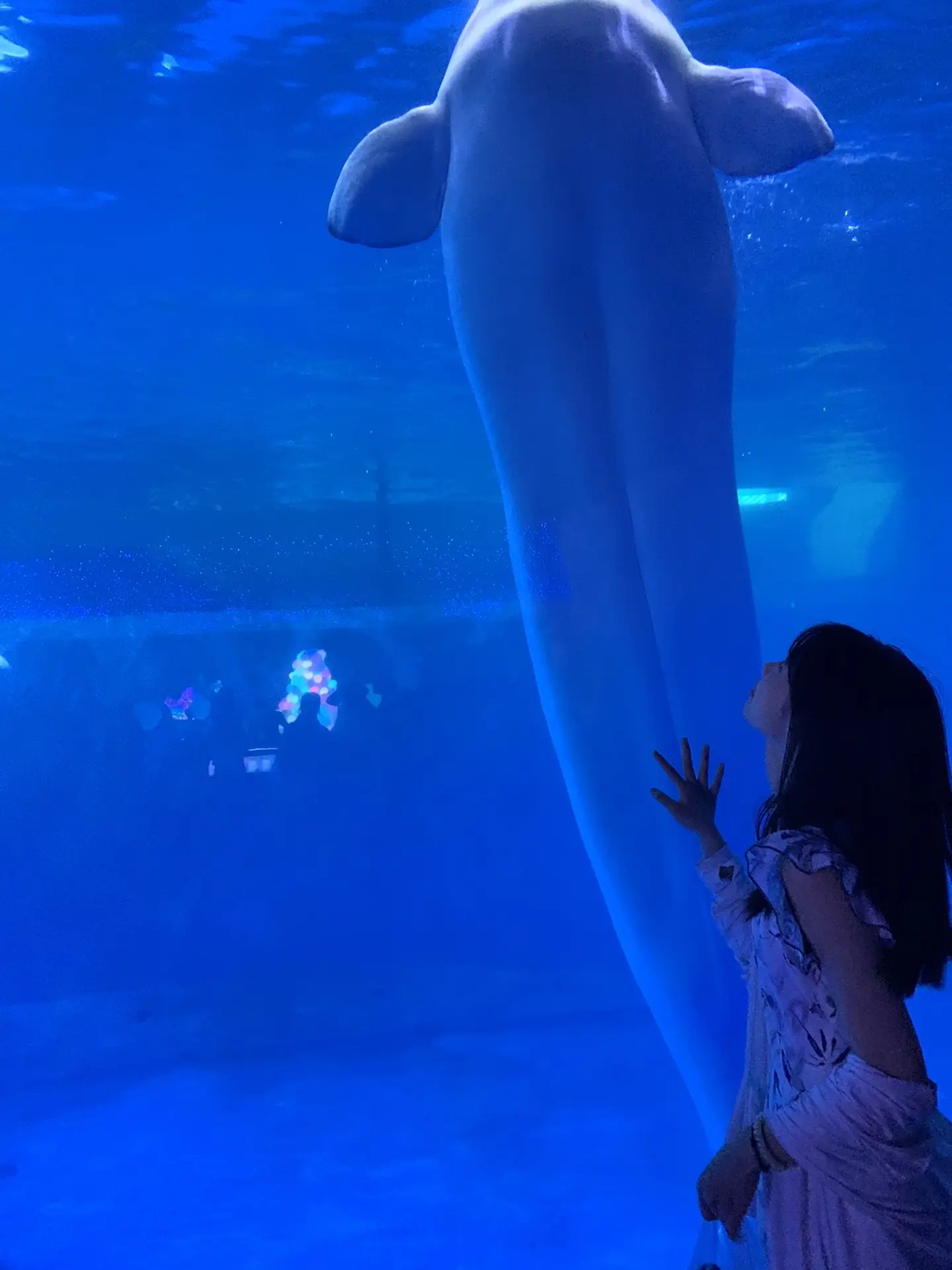 海豹好像个大爷哈哈哈哈哈哈哈哈