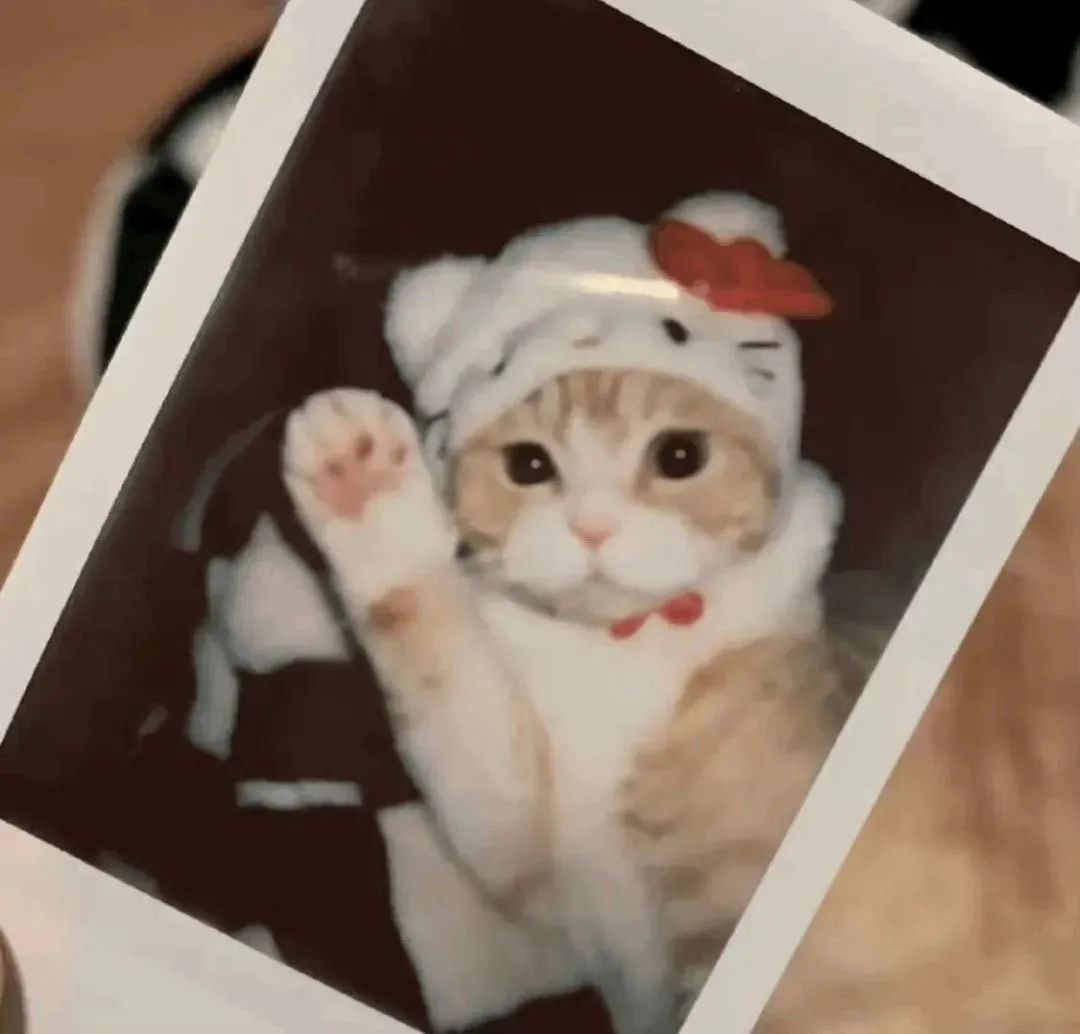 ✩*:.˶˃ ᵕ ˂˵ .:*✩miao～ 