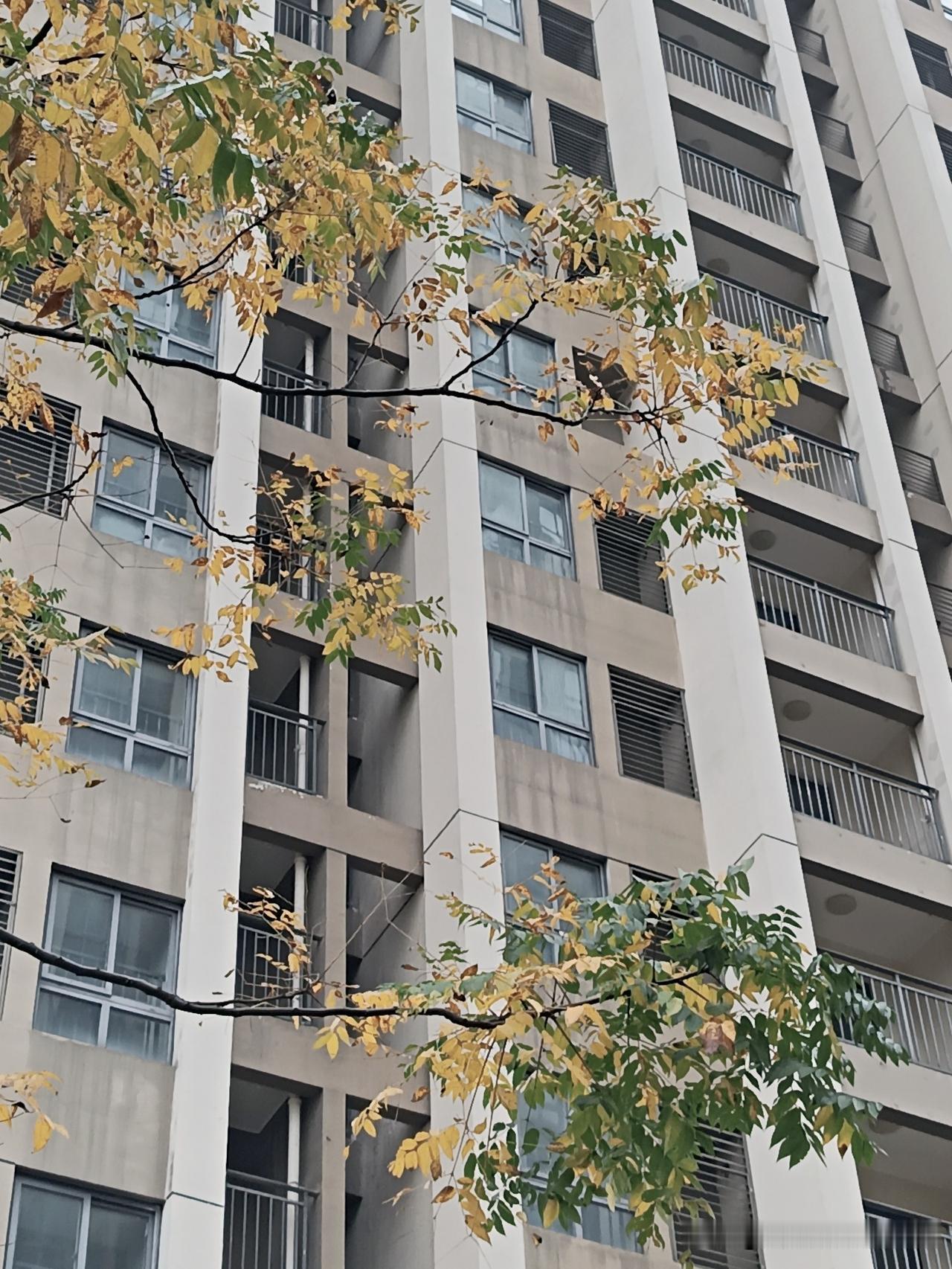 寻冬，找一树金黄
向园林的深处眺望
不止见到满树金黄
却也看到芙蓉花
盛开着的粉