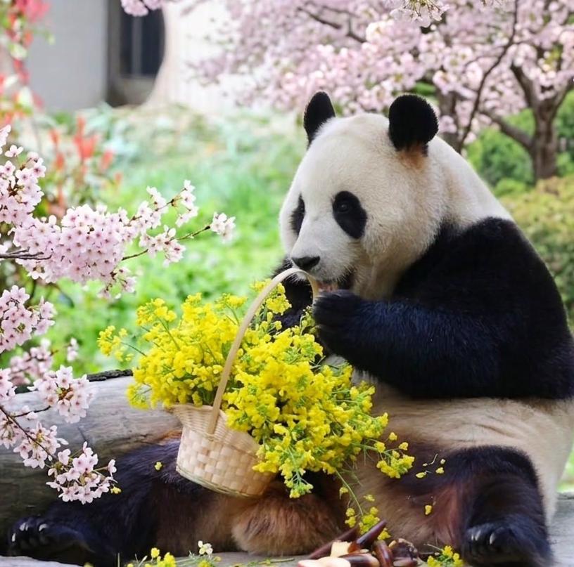 救命！福宝这哪是熊猫啊，分明是从春日油画里跑出来的小甜妹吧！一会儿提着花篮当 “