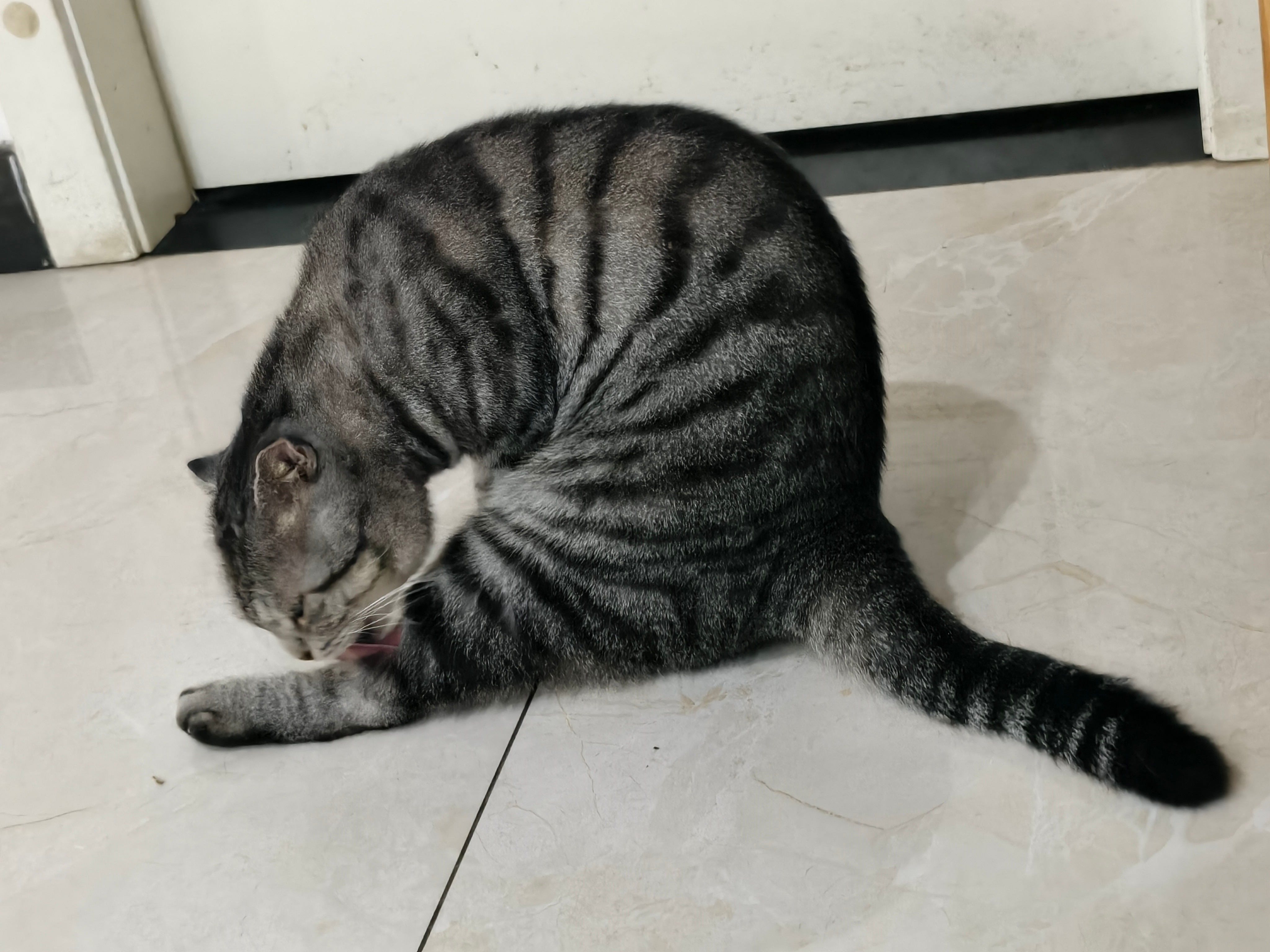 🐱 ​​​