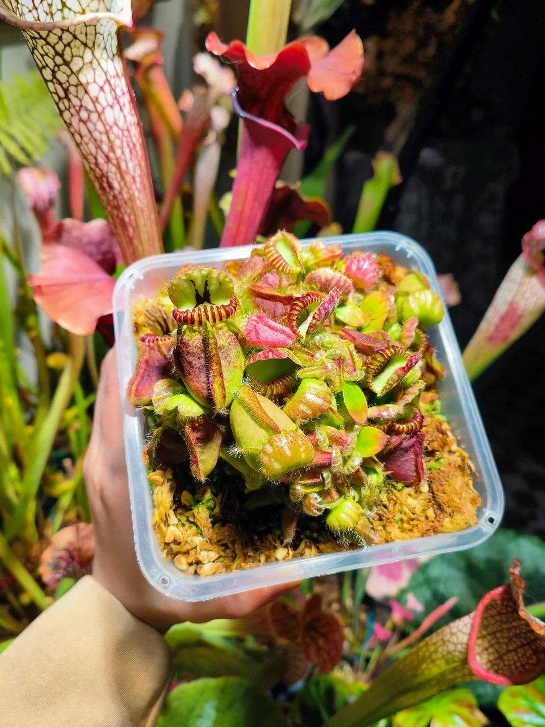 植物日记——原种土瓶记录