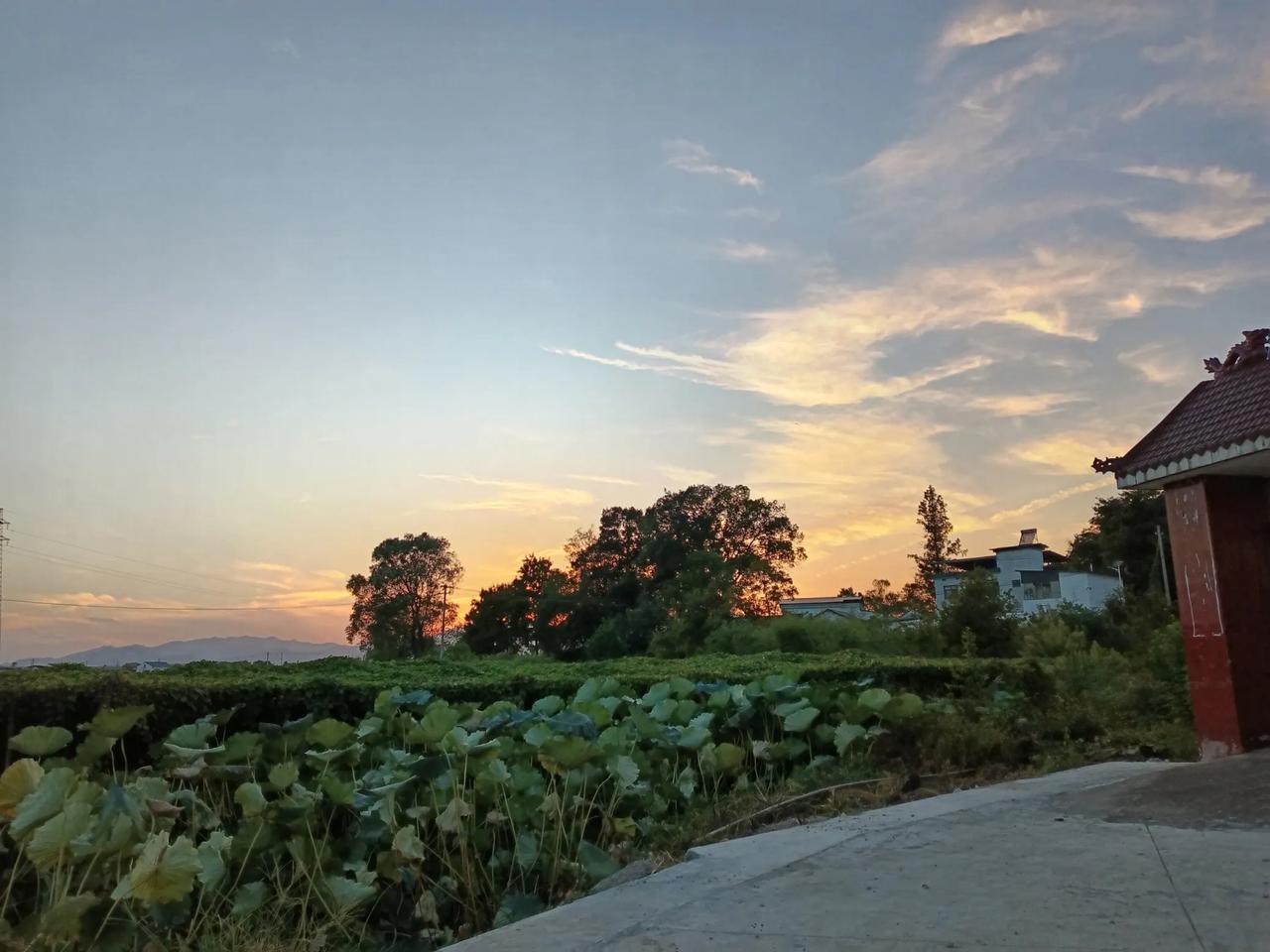 晚霞
晚霞下稻田里的稻草，已经收笼打堆，备耕播种油菜。