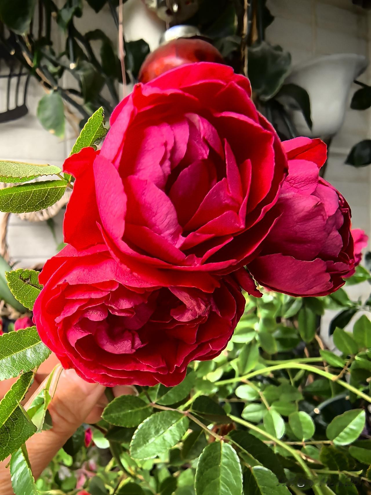 红木香花娇柔
艳丽似火燃烧
吉祥尽显瑞兆
鸿运环绕周遭

此照摄于家中红木香花，