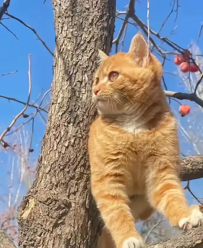 “萌猫树间小憩，暖阳洒满心间”🌞🐱🌳