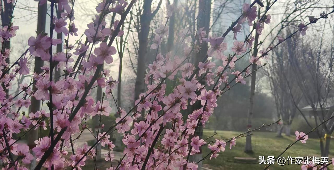 今天早晨在公园里遛弯，那花开得叫一个灿烂！庄里旭日东升，天气晴朗，公园里春花烂漫
