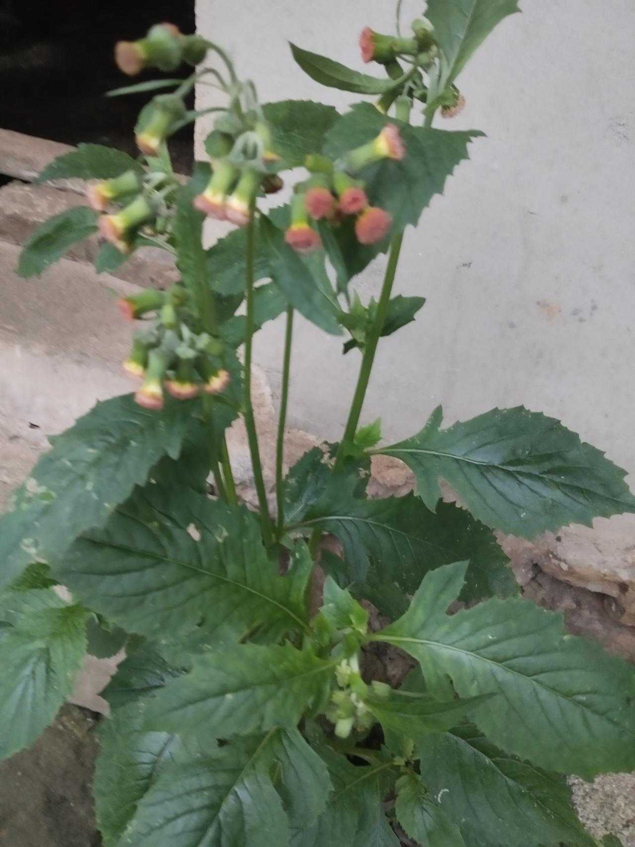 相册里的花花草草