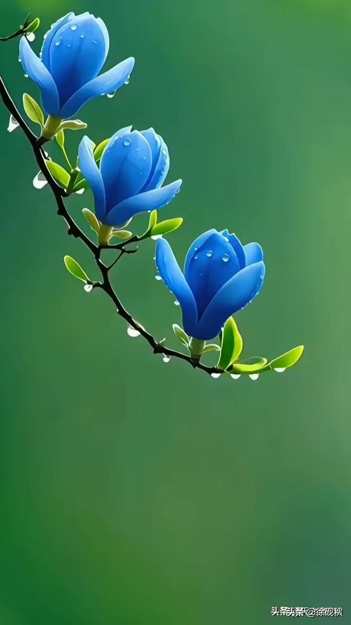 七绝・春分松泉
作者 / 素影凝香
松涧清泉鸣石隙，
竹篱疏影覆苔青。
斜倚岩边