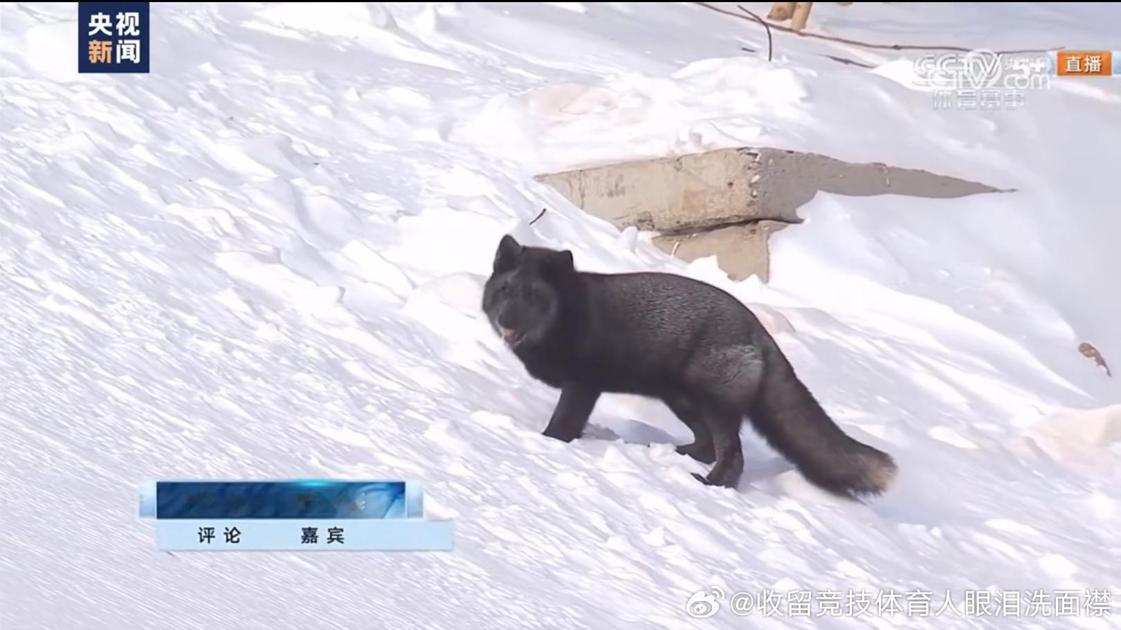 央视直播时一只小狐狸抢镜   亚冬会  雪场上突然镜头给到一只狐狸，这位仙人就是