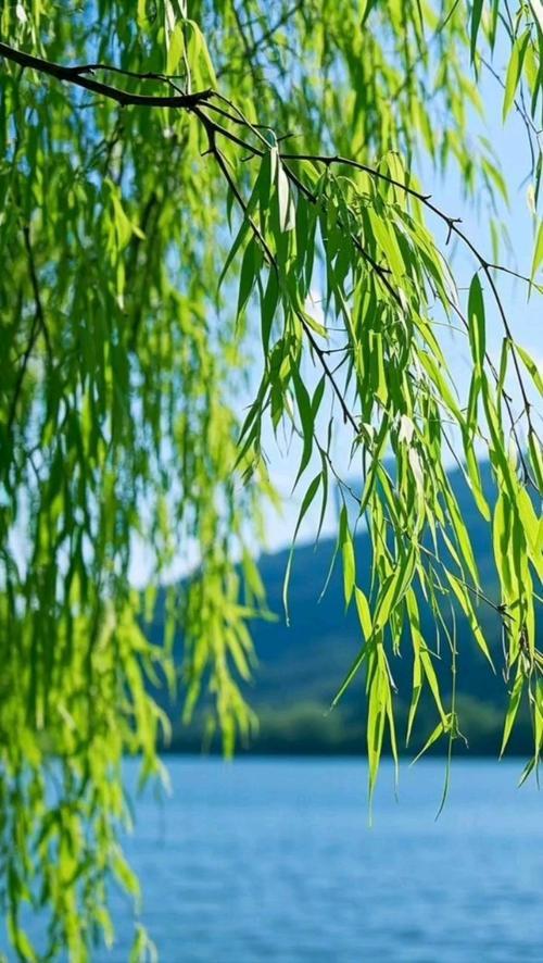 下联:夏风抚绿柳。诚邀上联