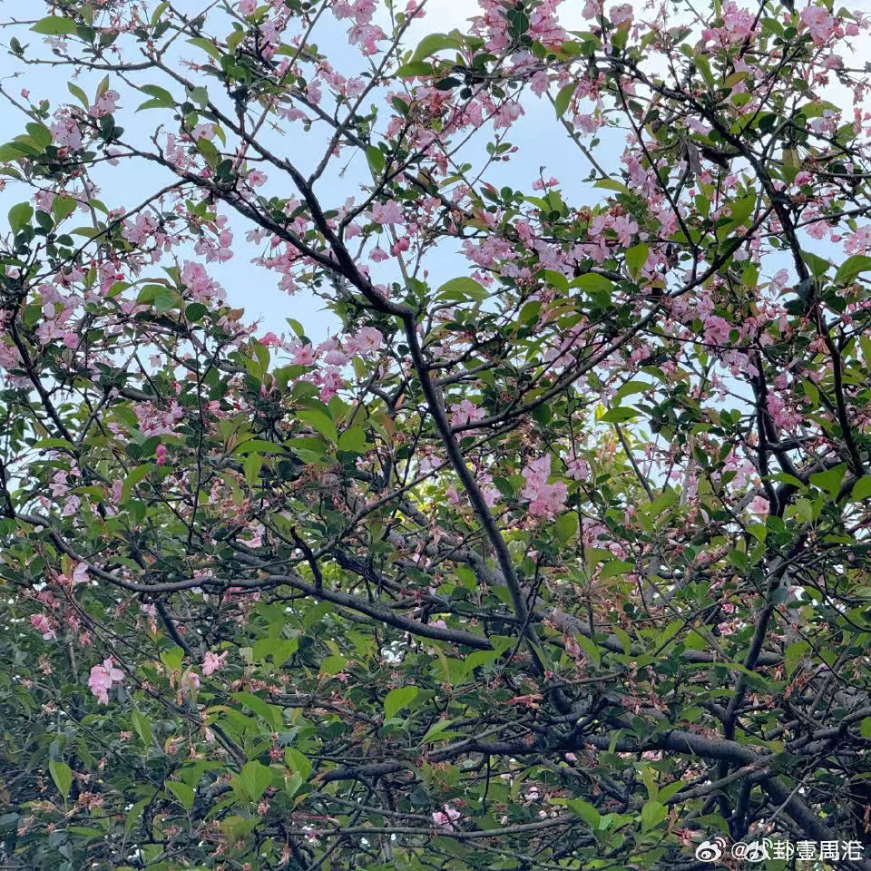 丁禹兮说有遇到海棠花吗 丁禹兮偶遇海棠花 丁禹兮说有遇到海棠花吗，拍的海棠花好漂