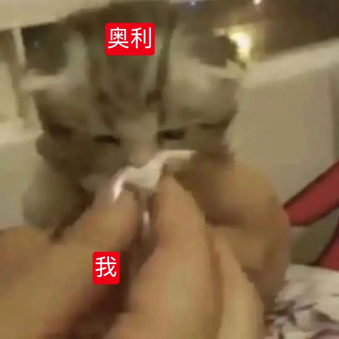 专心宝跃跃吧唉 