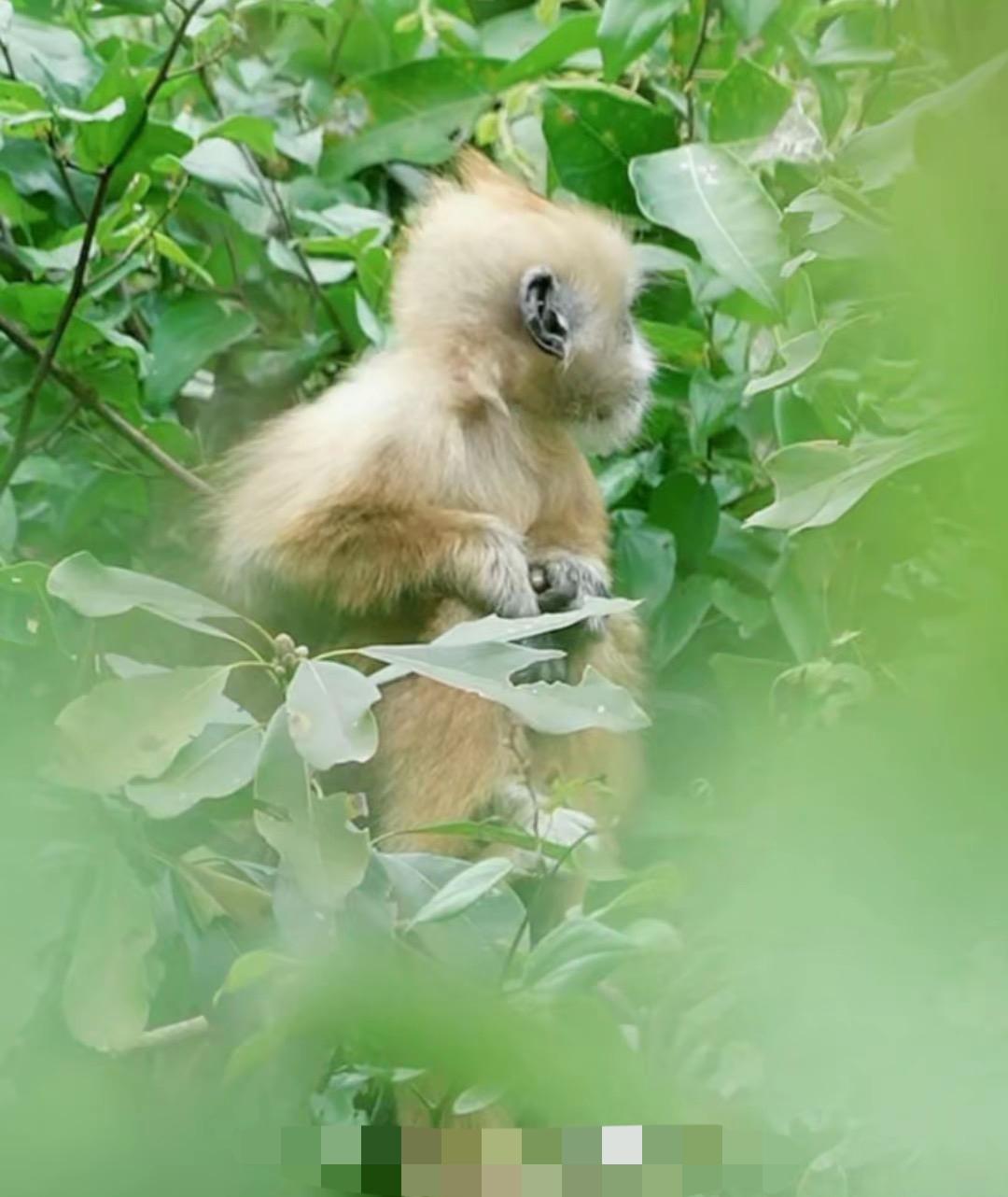 别人家风云突变，
我主打一个吃瓜看热闹。
这几天村里热闹非凡，
精彩故事不断。