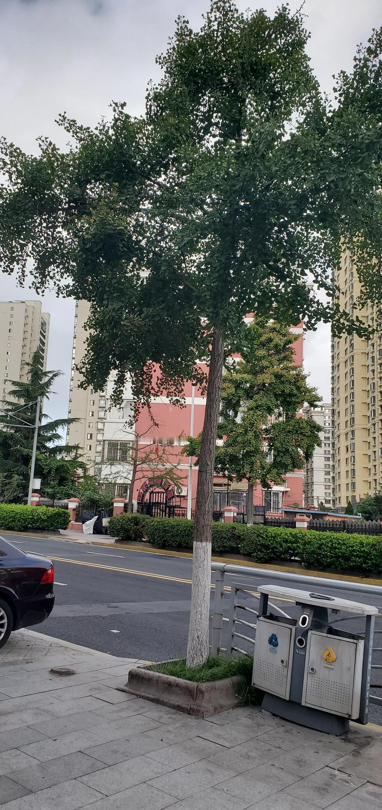 朋友们，今天一大早，我就去了海泊河公园。但在利津路车站等车的时候，却忽然发现，路