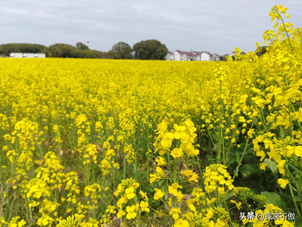 油菜花开得旺盛，正是拍照好时机！，