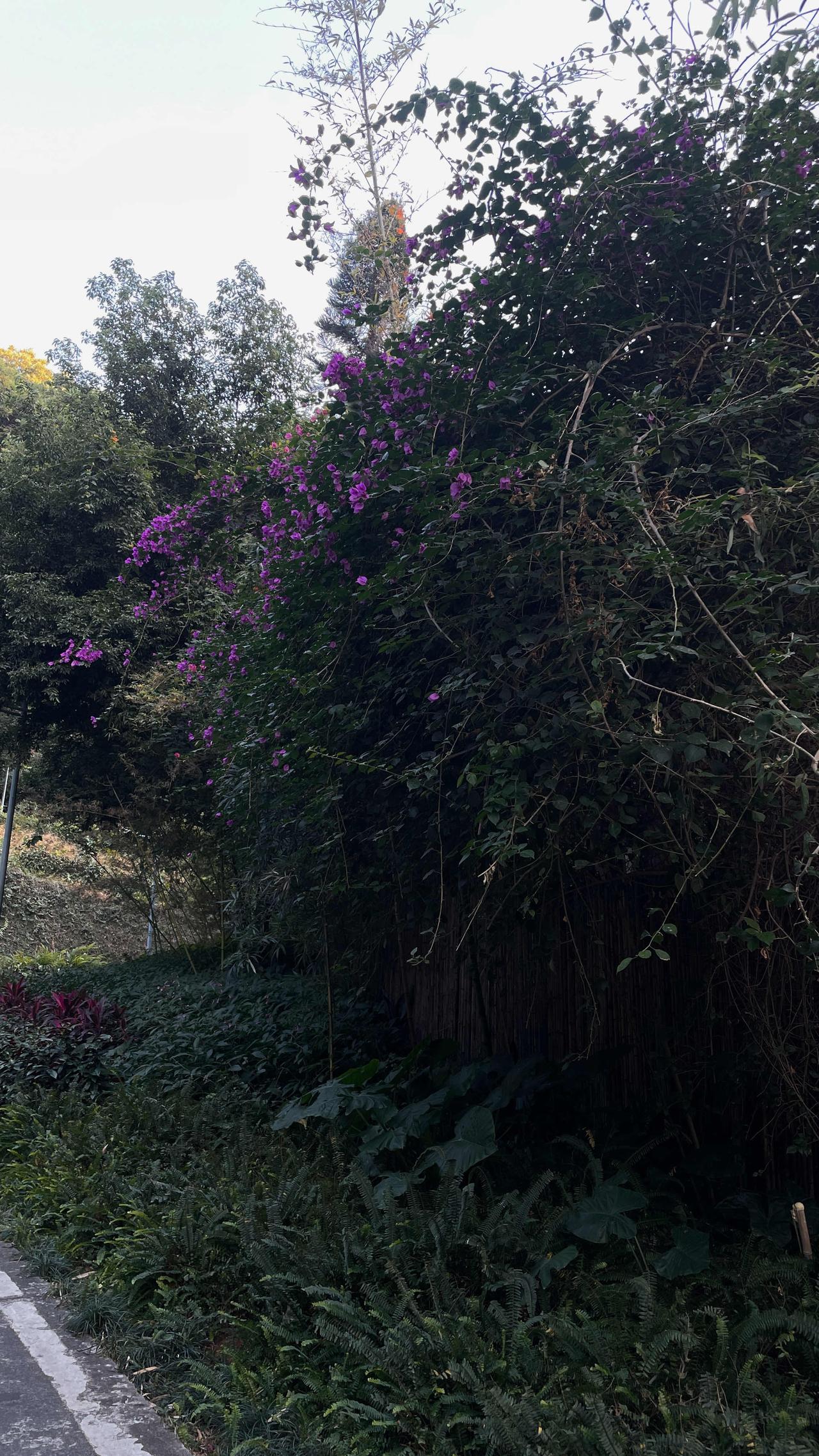 六十多的胡大爷，本来可以在国内享受美好的退休生活，但是为了女儿远赴澳洲从事高强度