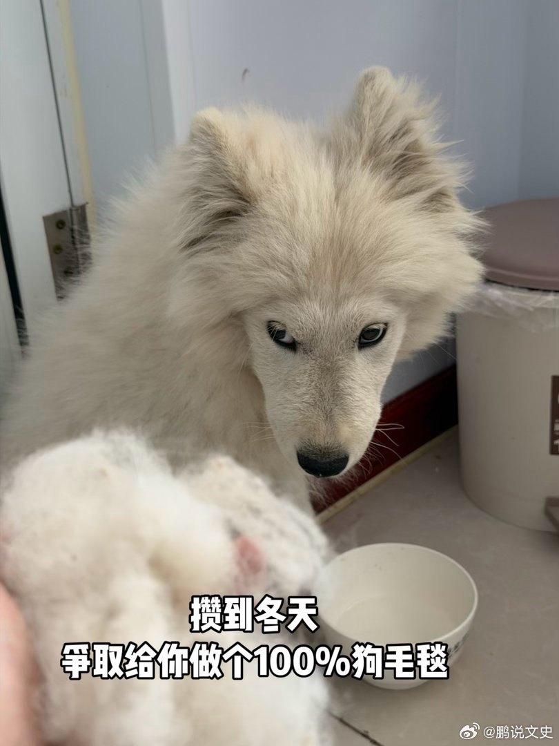 被狗耽误的历史博主一天掉这些毛，攒到冬天能给你做个100%狗毛四件套了吧萌娃熊宝