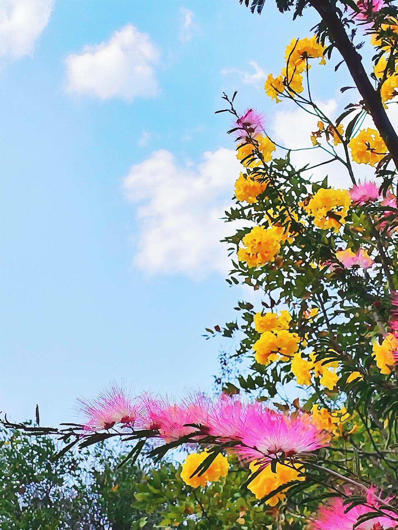 花开花落，云卷云舒。在这春日的时光里，每一朵花都是大自然馈赠的诗篇。瞧那樱花，似