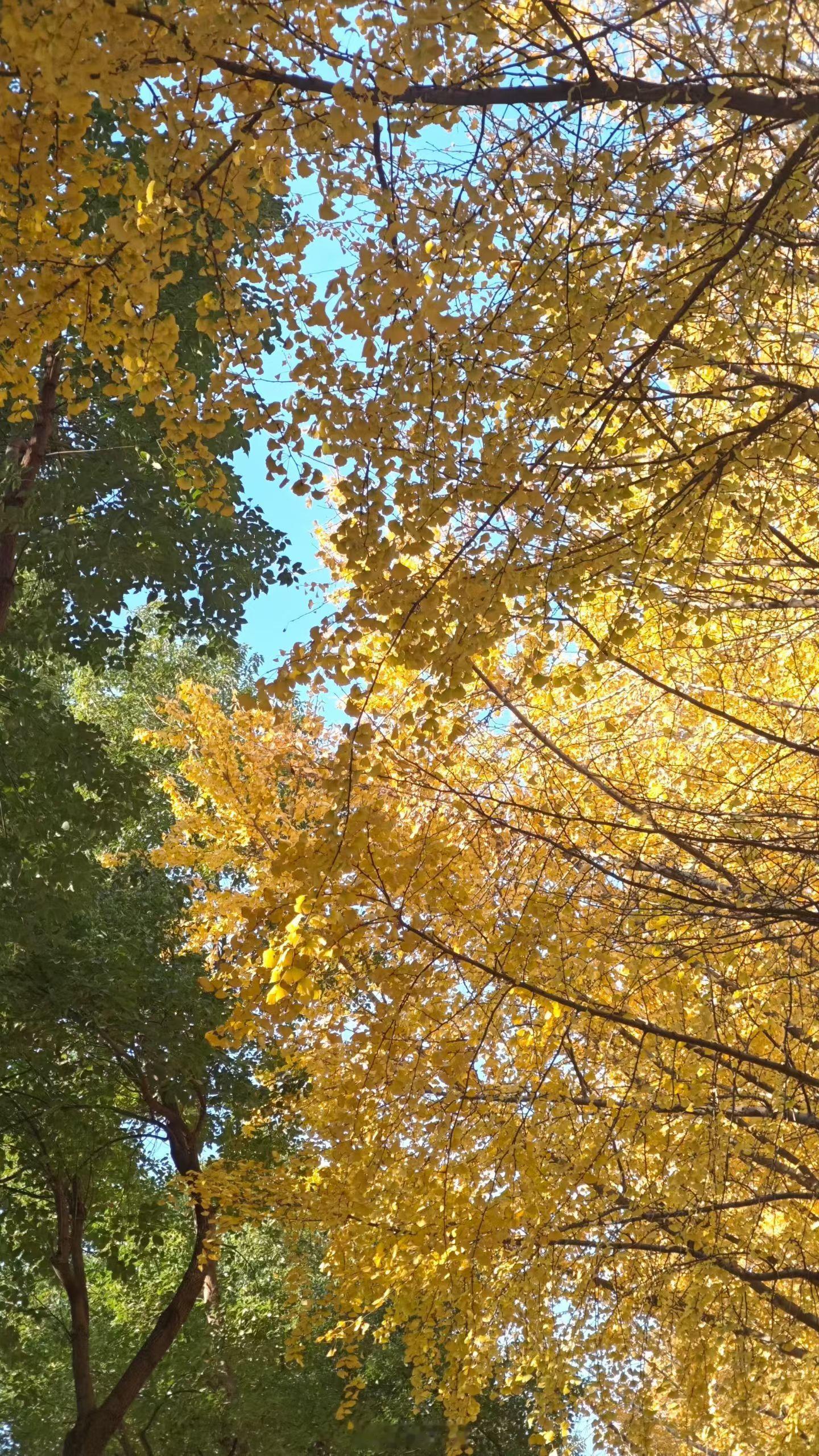 早安～像树一样生长，像鸟一样轻盈，像花一样不负时光。