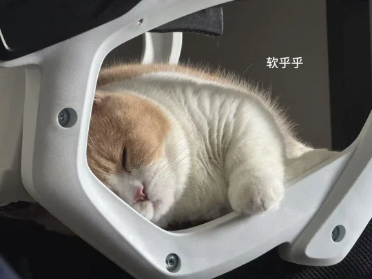 午睡时间到了´0`