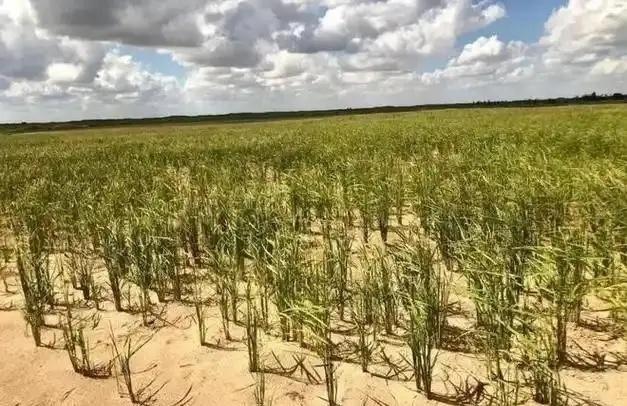 万万没想到，中国工程竟闹了个大“乌龙”，原以为在沙漠种小麦产量会很低，不料一亩地