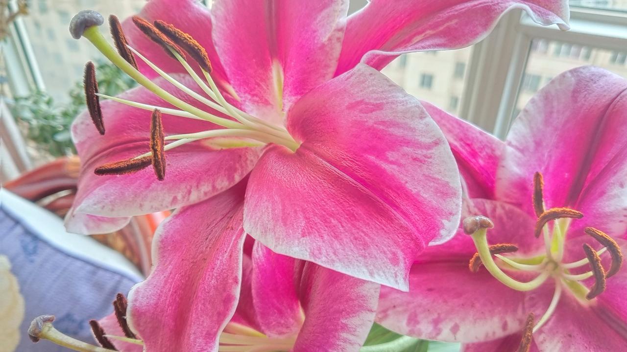 粉嫩粉嫩的花朵，美得令人窒息！🌸💕百合寓意很深远……百合寓意很深远，它象征着