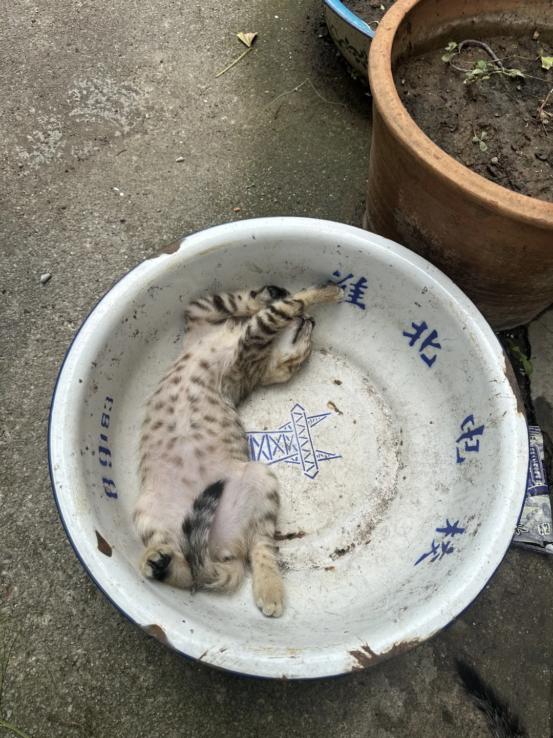 我这有一盆猫