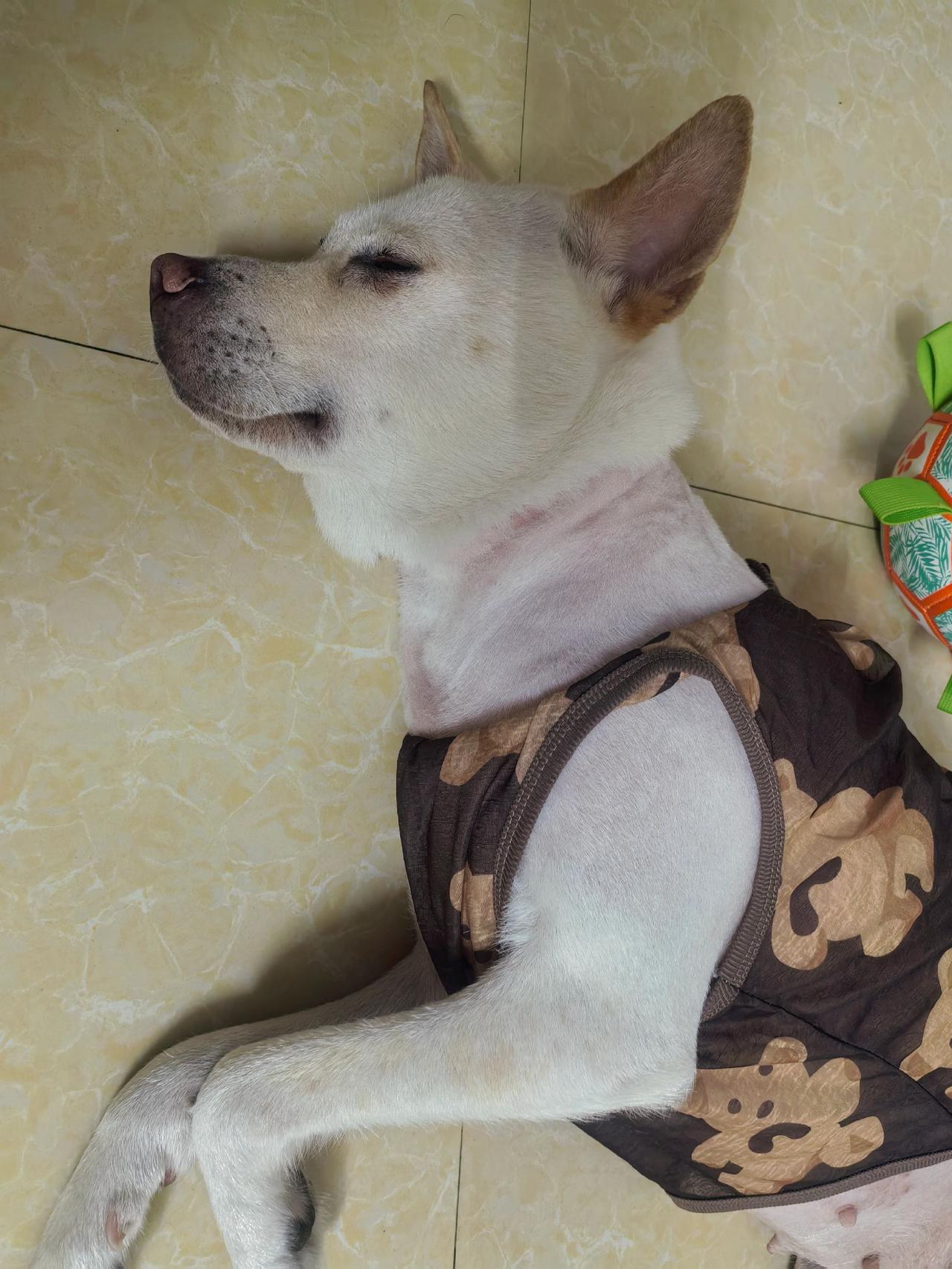 猜猜她都梦到了啥？家有萌宠 宠物 萌宠出道计划 中华田园犬