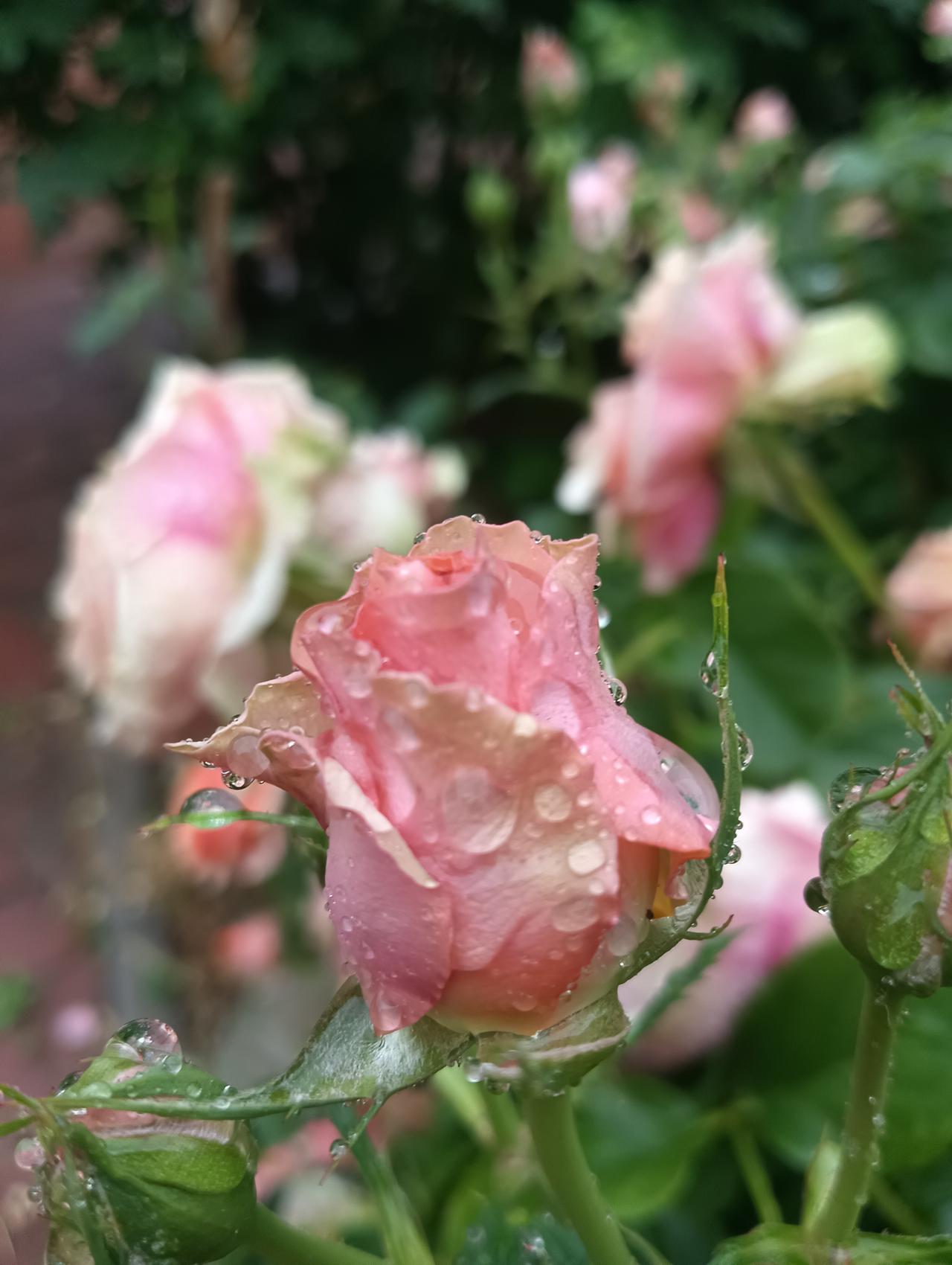 下雨天，睡觉天，一早，出去浪了半夜的饭团跑了回来，吃饱喝足就不见了踪影，值到中午